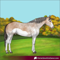 Horse Color:White Spotted Bay Dun Frame 