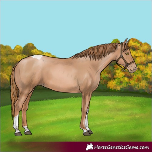 Horse Color:Chestnut Pearl Tobiano 