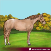 Horse Color:Chestnut Pearl Tobiano