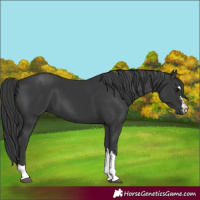 Horse Color:Black 