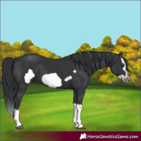 Horse Color:Black Splash Frame 