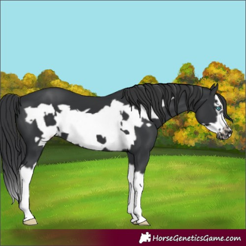 Horse Color:Black Splash Frame 