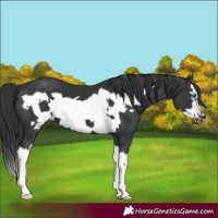 Horse Color:Black Splash Frame