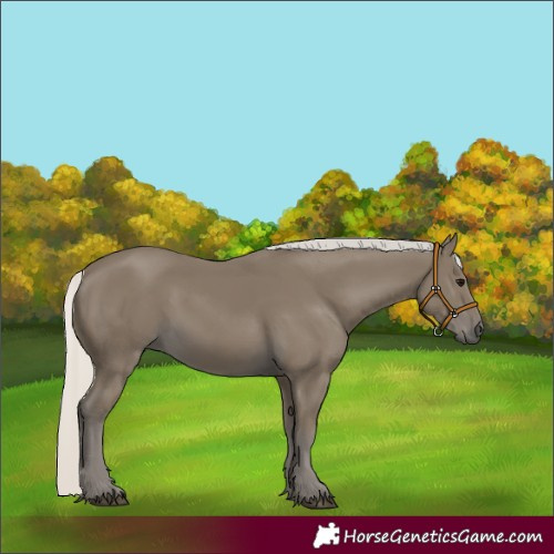 Horse Color:Silver Smoky Black 
