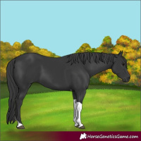 Horse Color:Black Tobiano 