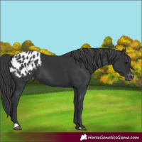 Horse Color:Black Appaloosa 