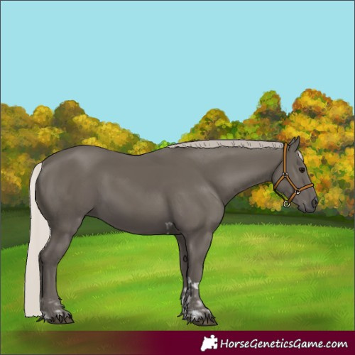 Horse Color:Silver Black Tobiano  and White Spotted Silver Black 