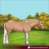 Horse Color:Silver Bay Dun Tobiano 