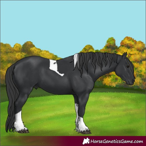 Horse Color:Black Tobiano 