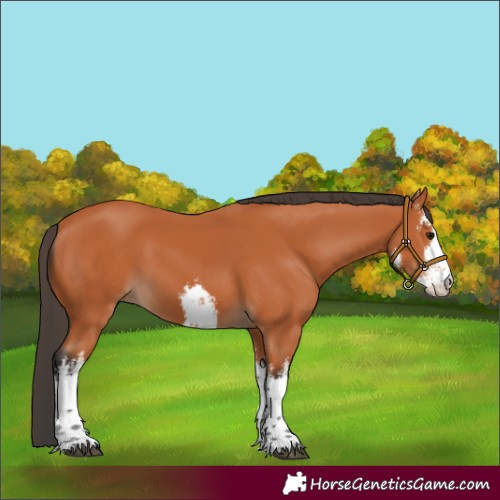 Horse Color:White Spotted Bay 