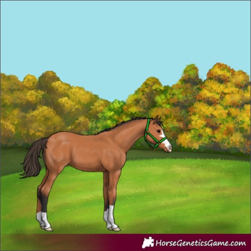 Horse Color:Unknown 