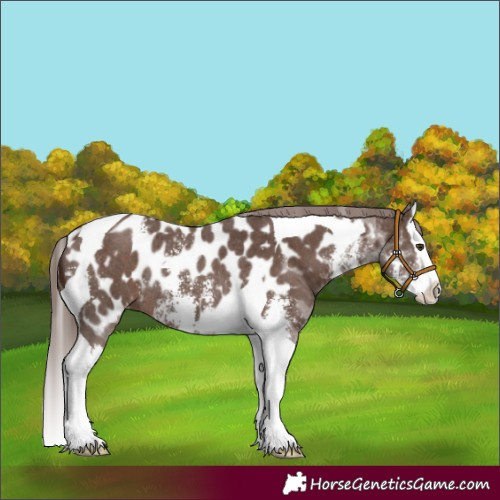 Horse Color:Liver Chestnut Sabino Splash Tobiano Near Leopard Rabicano 