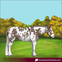 Horse Color:Liver Chestnut Sabino Splash Tobiano Near Leopard Rabicano