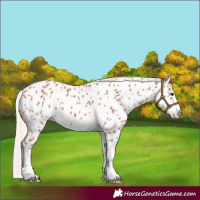 Horse Color:Silver Bay Tobiano Appaloosa Rabicano 