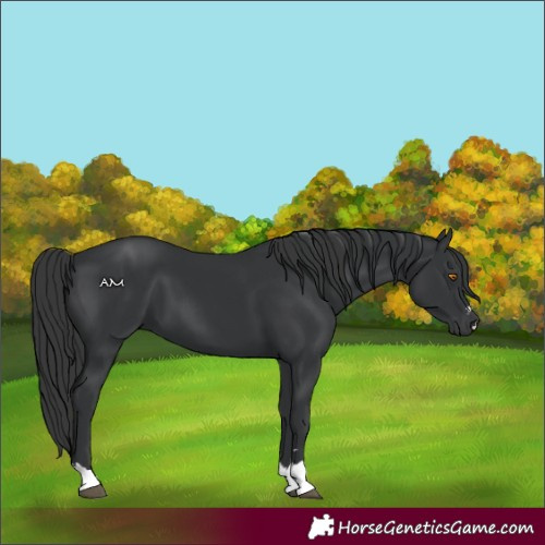 Horse Color:Black 