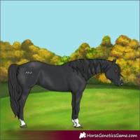 Horse Color:Black 