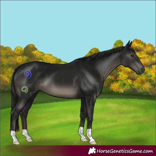 Horse Color:Gray Black 