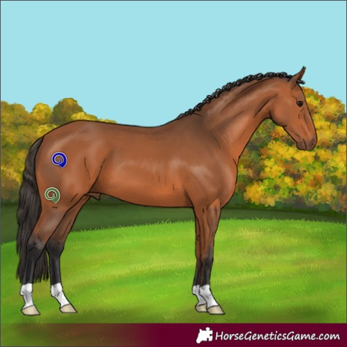 Horse Color:Bay 