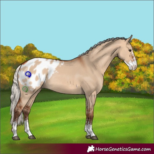 Horse Color:Silver Bay Dun Sabino Appaloosa Rabicano 