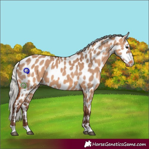 Horse Color:Silver Bay Dun Appaloosa