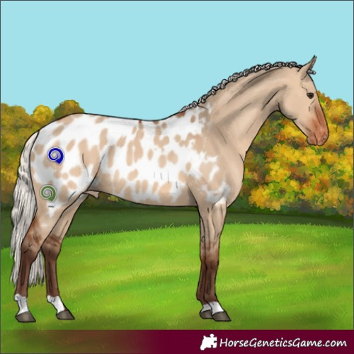 Horse Color:Silver Bay Dun Appaloosa