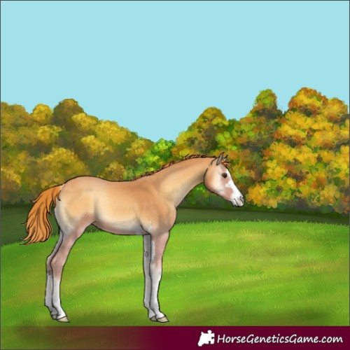 Horse Color:Red Onyx