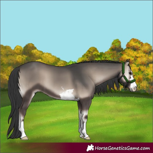 Horse Color:Blue Onyx Mushroom 