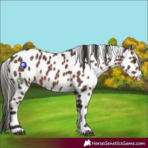 Horse Color:Liver Chestnut Appaloosa 