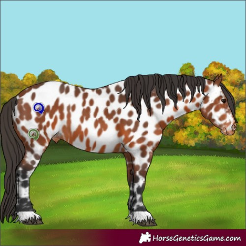 Horse Color:Bay Appaloosa