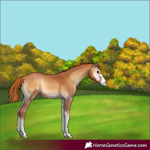 Horse Color:Red Onyx 