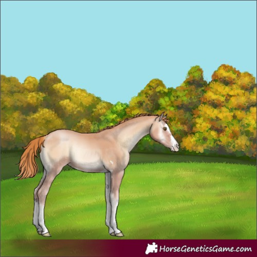 Horse Color:Gold Champagne Onyx 