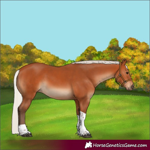 Horse Color:Silver Bay Tobiano