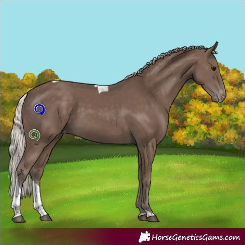 Horse Color:Silver Black Tobiano Appaloosa 