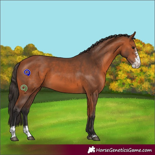 Horse Color:Bay Sabino 