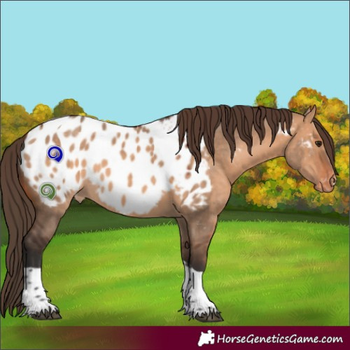Horse Color:Bay Dun Tobiano Appaloosa 