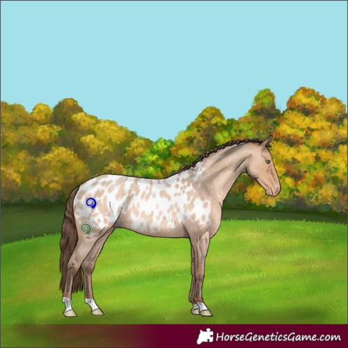 Horse Color:Amber Champagne Roan Appaloosa 