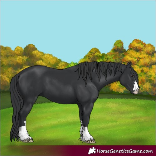 Horse Color:Unknown 
