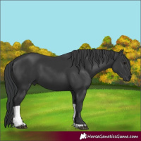 Horse Color:Black Tobiano 