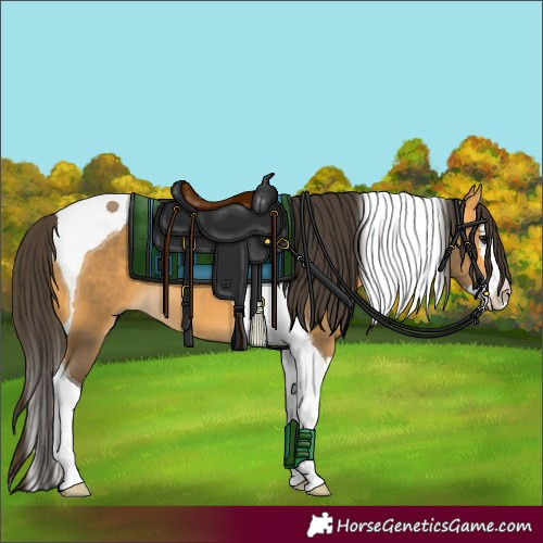 Horse Color:Buckskin Splash Tobiano