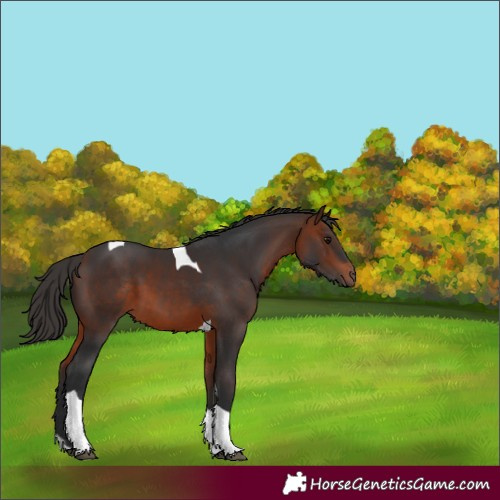Horse Color:Bay Tobiano 