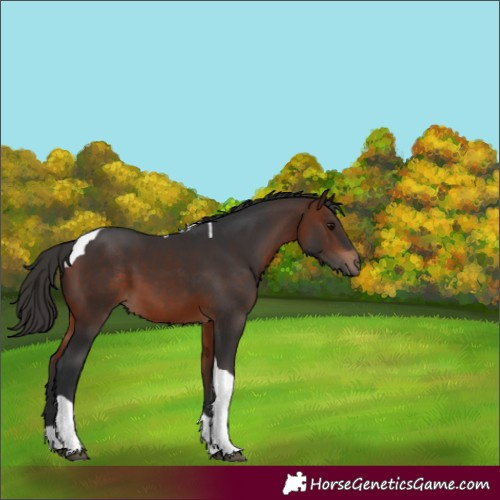 Horse Color:Bay Tobiano 
