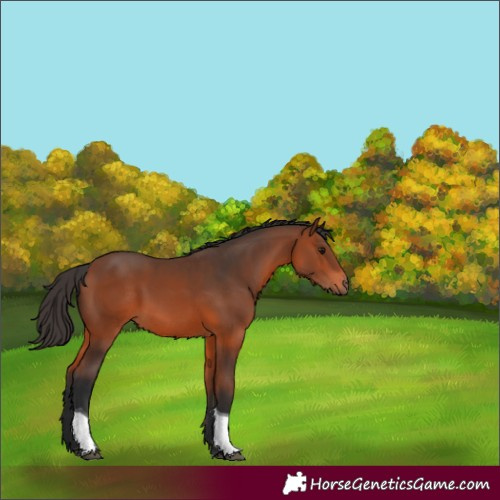 Horse Color:Bay Tobiano 