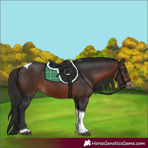 Horse Color:Brown Tobiano 