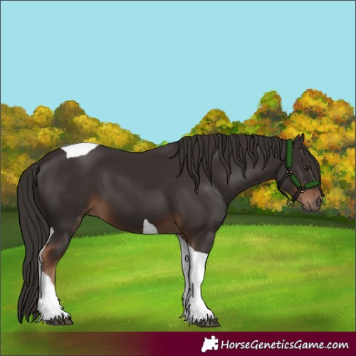 Horse Color:Liver Chestnut Tobiano