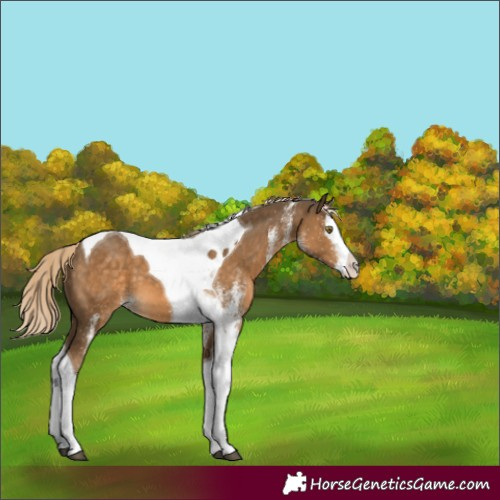 Horse Color:White Spotted Chocolate Palomino Splash Tobiano