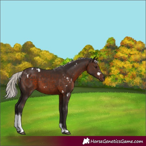 Horse Color:White Spotted Silver Brown Tobiano 