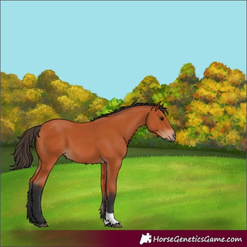 Horse Color:Bay Tobiano 