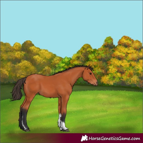 Horse Color:Bay Tobiano