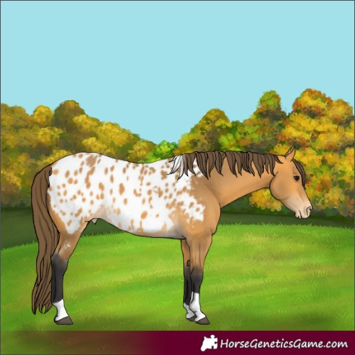 Horse Color:Buckskin Tobiano Appaloosa