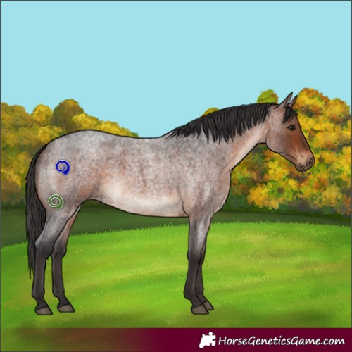 Horse Color:Bay Roan 